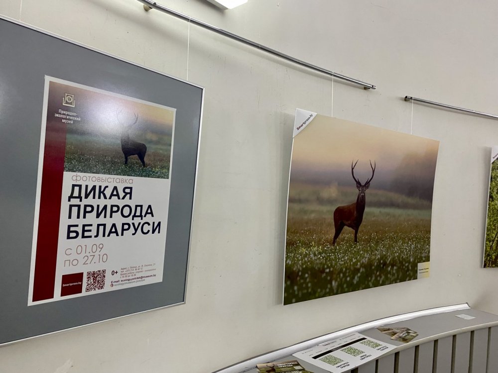 Фотовыставка «Дикая природа Беларуси», Природно-экологический музей, 2024 г.