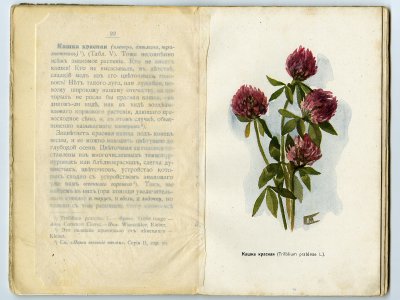 Д. Кайгородов «Наши весенние цветы». Петроград, 1915 г.